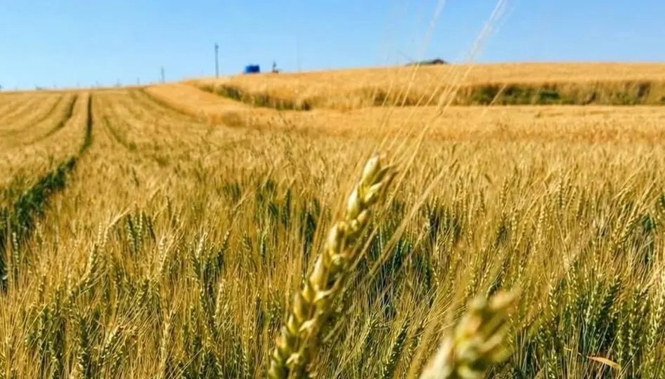 Yerli Buğday “Kirve”, Çorum’da kuru tarımda umut verdi