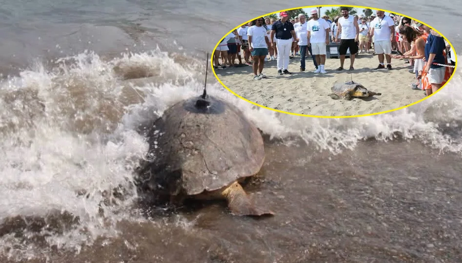 Antalya Belek’te 3 Caretta Caretta uyduyla takibe alındı