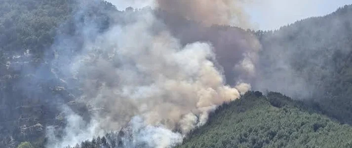 Antalya Kepez’de orman yangını