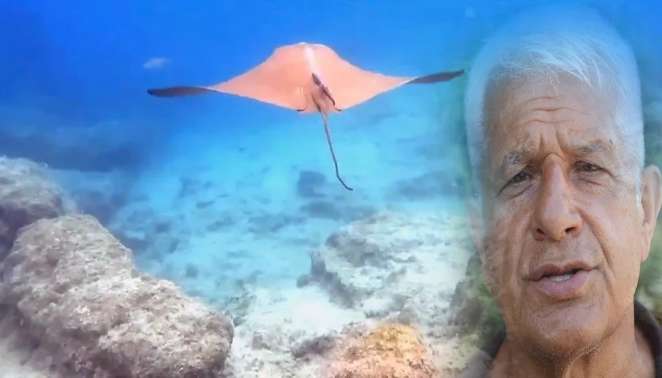 Kemer açıklarında görülen vatoz bilim dünyasında yankı uyandırdı