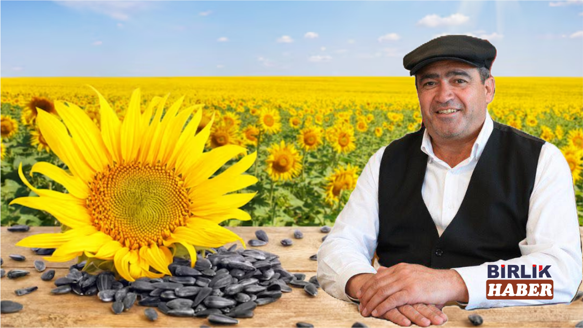 Aksaray Çekirdeği Hasada Hazırlanıyor