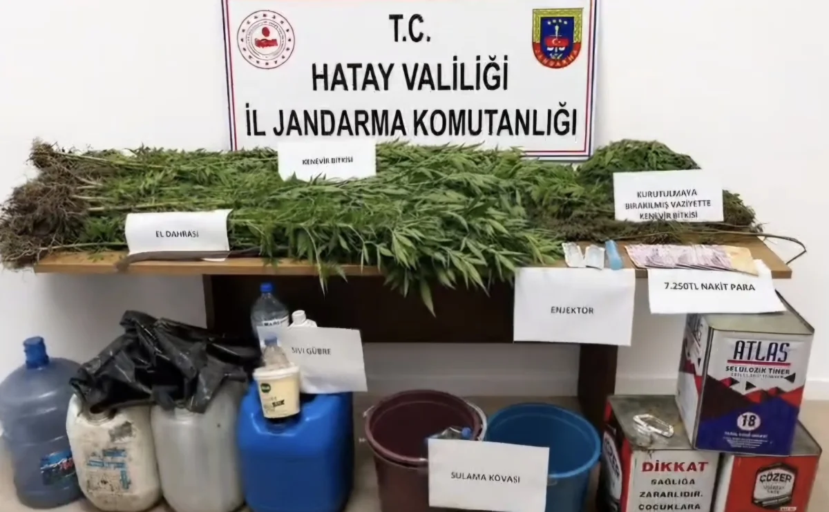 Hatay Dörtyol’da kenevir operasyonu