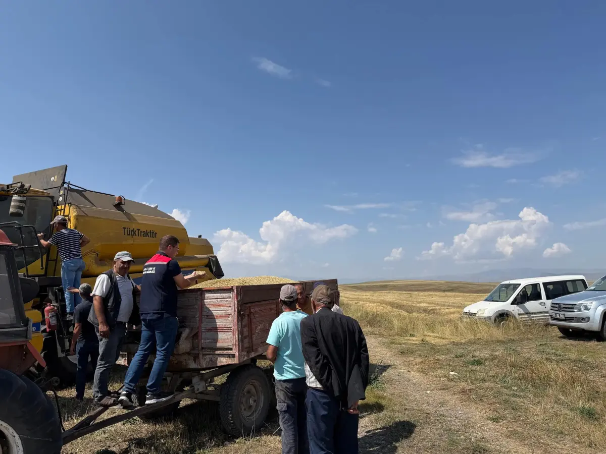 Kars’ta Ata tohumu kavılca’da hasat bereketi