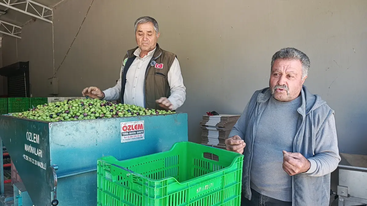 Aydın’da zeytin üreticileri artan maliyetlerden şikâyetçi