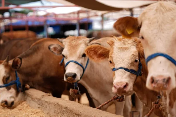 Kurban Bayramı tatili 9 güne çıkarıldı