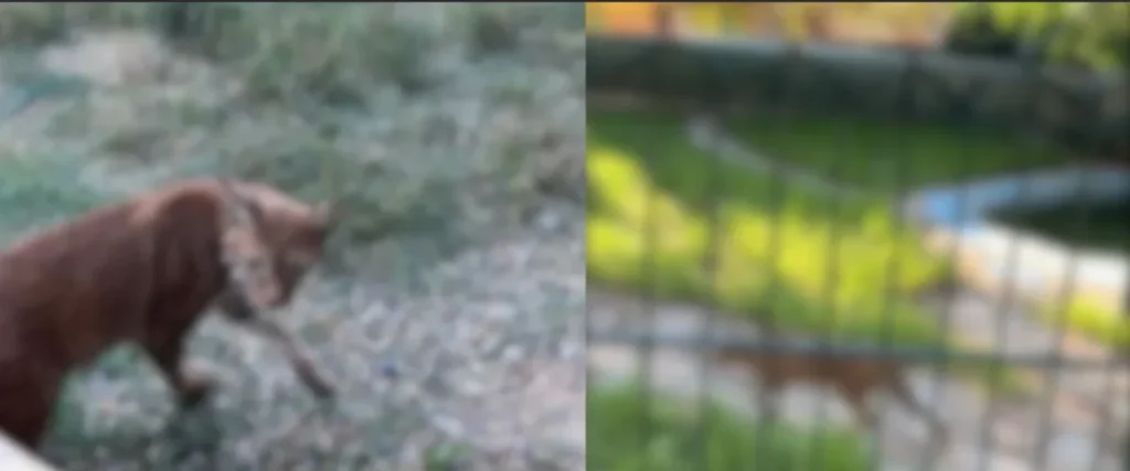 Edirne’de gümrükte akılalmaz manzara