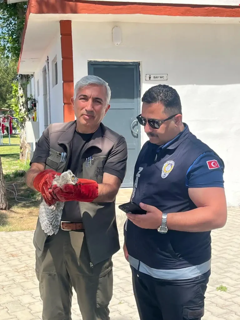 Battalgazi’de yavru baykuş koruma altına alındı