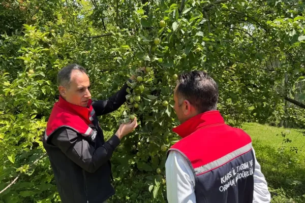 Kars Tarım İl Müdürü Enver Aydın, Sarıkamış’ta meyve bahçelerinde incelemelerde bulundu