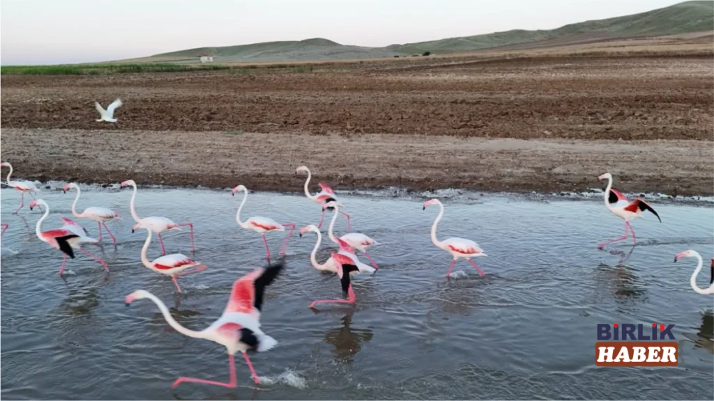 Sarıyahşi’de Mola Veren Flamingoların Rotası Tuz Gölü Oldu