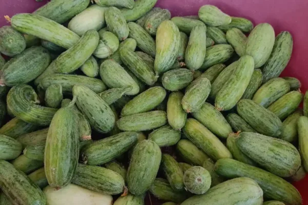 Kilis Mutfağının vazgeçilmez lezzeti: Tüylü acur