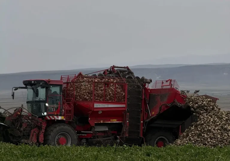 Kars Akyaka’da çiftçiler şeker pancarı başladı