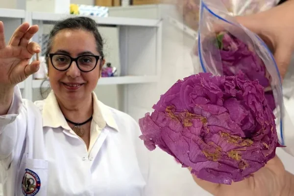 Isparta gülü tablet parfüme dönüştü