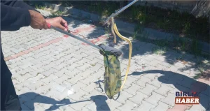 Yunus Emre Mahallesi’nde Yılan Paniği Yaşandı