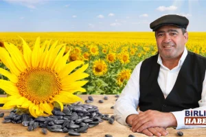 Aksaray Çekirdeği Hasada Hazırlanıyor