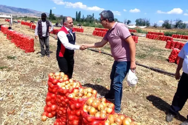 Çorum’da kuru soğan hasadı başladı
