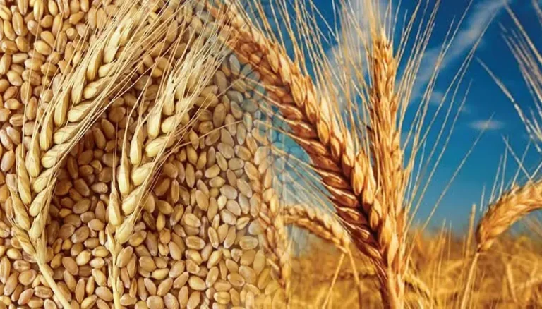 Türkiye tarımda rekor kırdı: 2025’te 83,2 milyar dolarlık hasıla