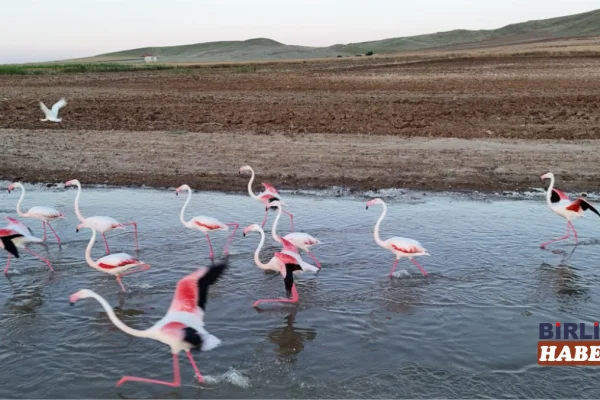 Sarıyahşi’de Mola Veren Flamingoların Rotası Tuz Gölü Oldu
