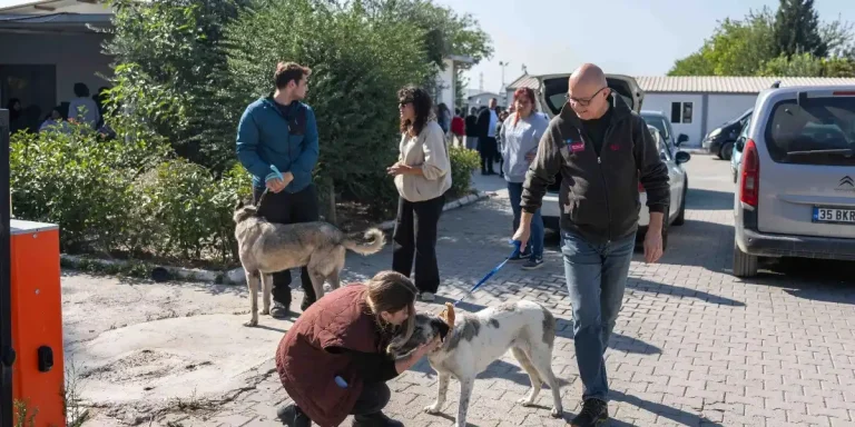İzmir Bornova’da 83 köpek sahiplendirildi