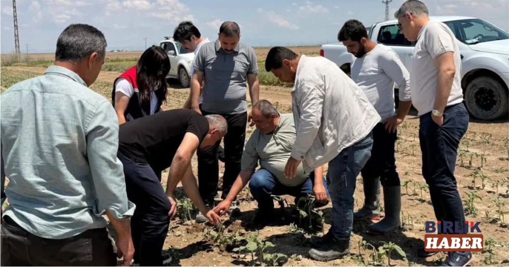 Aksaray Sultanhanı’nda Dolu Vurdu: Yetkililer Hasar Tespiti İçin Sahada