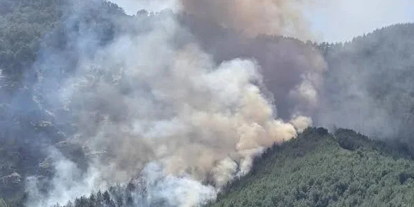 Antalya Kepez’de orman yangını