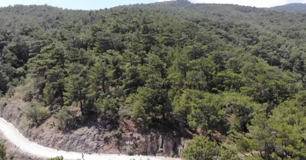 Balıkesir ve Kütahya’da ormanlara girişler yasaklandı