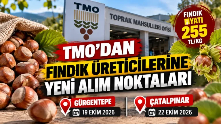 TMO, Ordu’da iki yeni noktada fındık alımına başladı