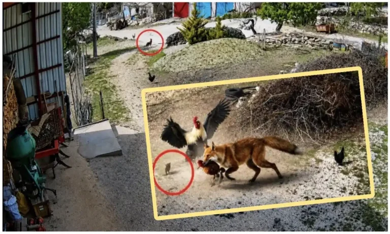 Burdur’da güvenlik kamerasına yansıdı: Tilkinin pençesindeki tavuğu horoz kurtardı