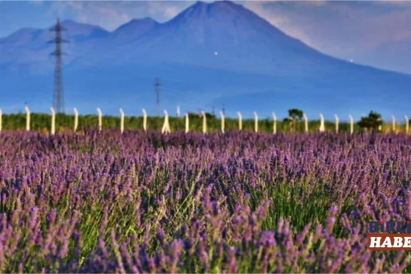 Aksaray’da Lavanta Sezonu Hasatla Kapanıyor