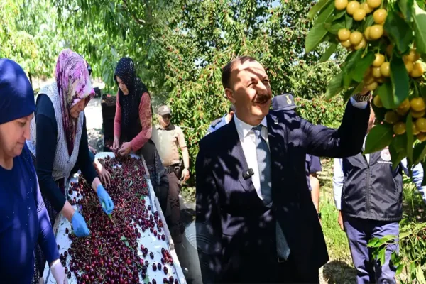 Isparta kirazında bolluk yılı yaşanıyor