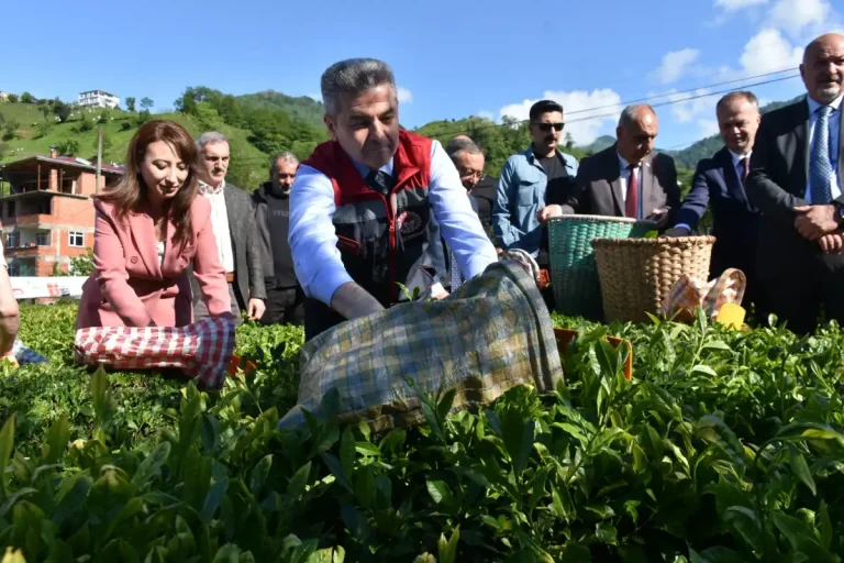 Artvin’de geleneksel çay hasadı başladı