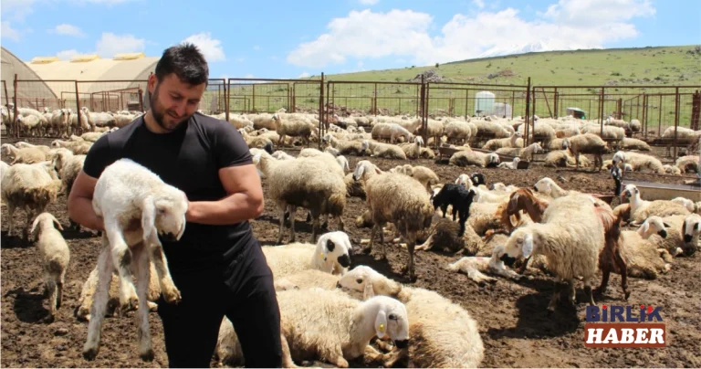 Uzman Çavuşluğu Bıraktı, Hayvancılıkta Zirveye Çıktı