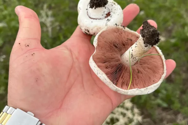 Kars’ta yağmurlar mantar sezonunu müjdeledi