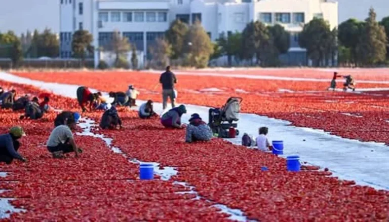 Antalya’nın kurutulmuş domatesi 91 ülkeye ulaştı