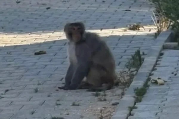 Hatay’da maymun paniği