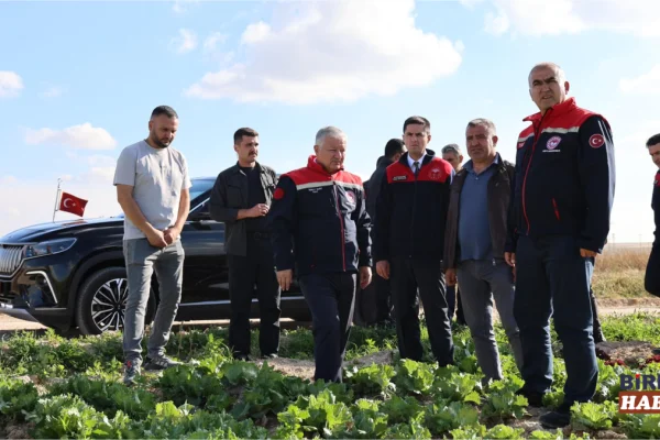 Eskil’de domates hasadı başladı: 6 bin hektarlık üretim