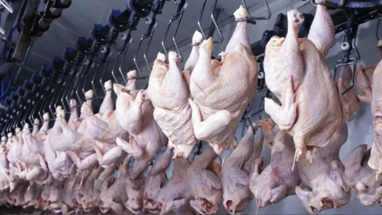 Tavuk eti ve yumurta üretiminde mart ayında yükseliş