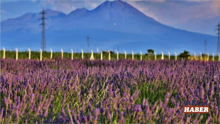 Aksaray’da Lavanta Sezonu Hasatla Kapanıyor