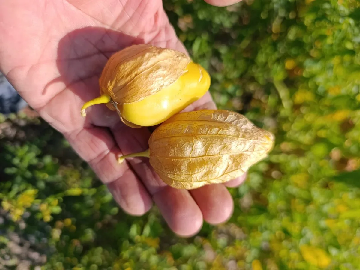 Beypazarlı üretici bu kez Meksika kökenli “Tomatillo” yetiştirdi