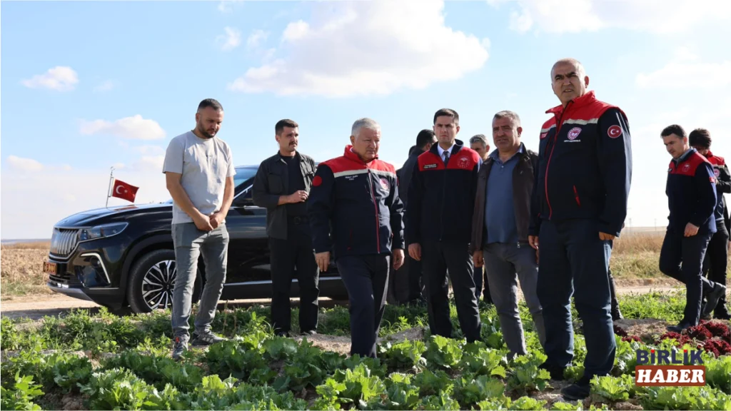 Eskil’de domates hasadı başladı: 6 bin hektarlık üretim