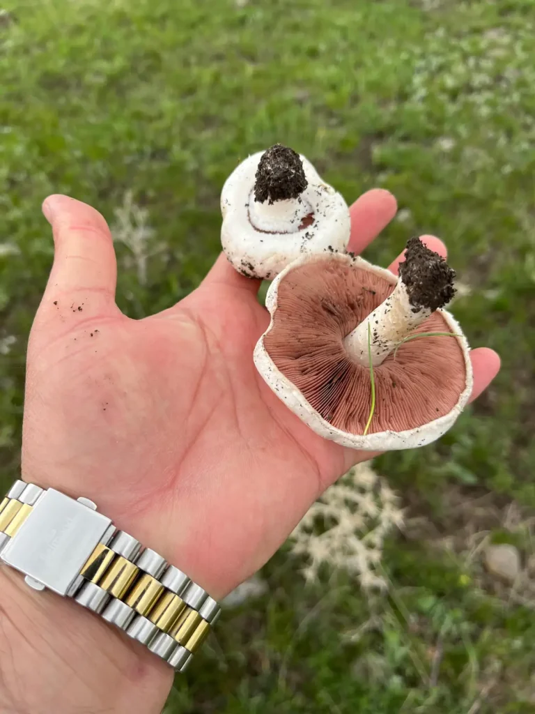 Kars’ta yağmurlar mantar sezonunu müjdeledi