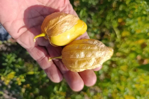 Beypazarlı üretici bu kez Meksika kökenli “Tomatillo” yetiştirdi