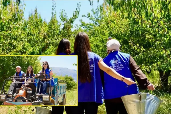 Isparta’lı gönüllü gençler kayısı hasadında üretime destek verdi