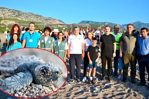 Doğal yaşam için ortak adım: Caretta carettalar denizle buluştu