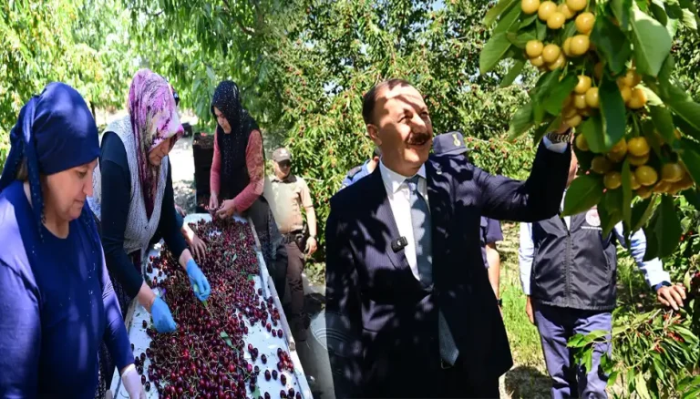 Isparta kirazında bolluk yılı yaşanıyor