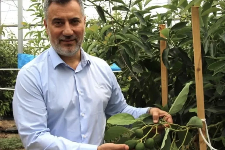 Antalya’da tropikal meyve üretimi yaygınlaşıyor
