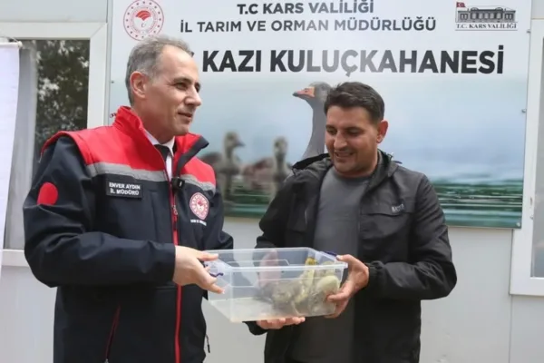 Kars’ta yerli üretim “Duman” ırkı kaz palazları kuluçkadan çıktı