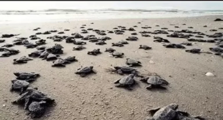 Antalya sahillerinde 25 bin caretta caretta yavrusu denizle buluştu