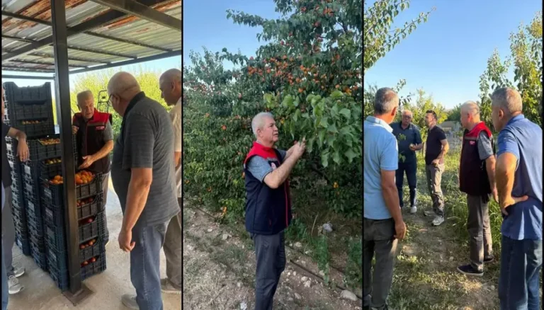 Yalvaç’ta kayısı hasadı yüz güldürüyor