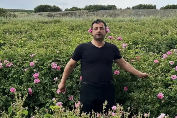Gülün başkentinde hasat coşkusu: Isparta’da gül sezonu başladı