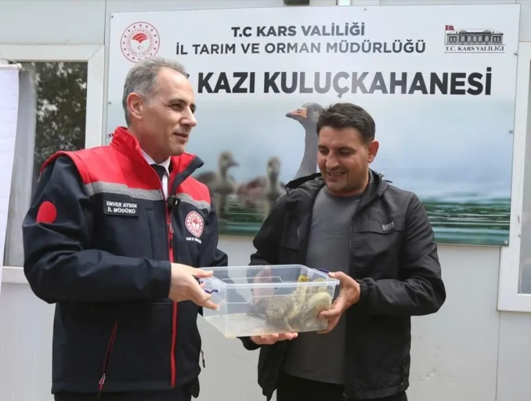 Kars’ta yerli üretim “Duman” ırkı kaz palazları kuluçkadan çıktı